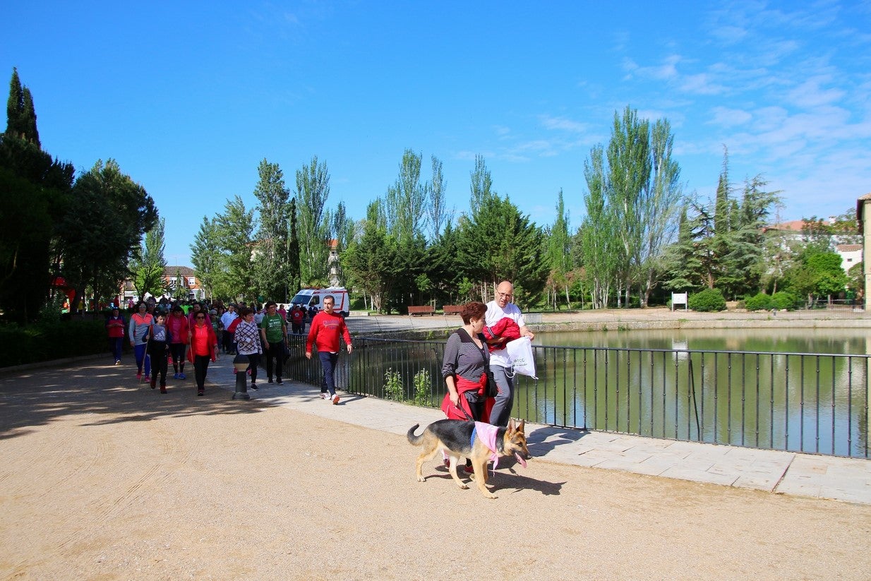 La marcha transcurrió junto al Canal de Castilla, 14 kilómetros de distancia en un recorrido de ida y vuelta por los caminos de sirga, hasta el conocido como puente de Moral