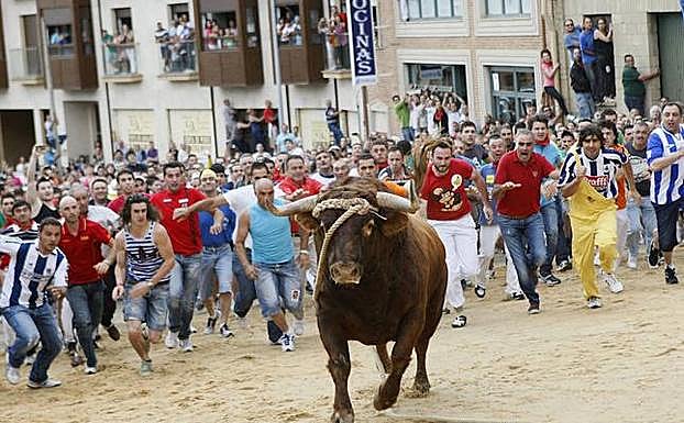 Toro Enmaromado en Benavente.