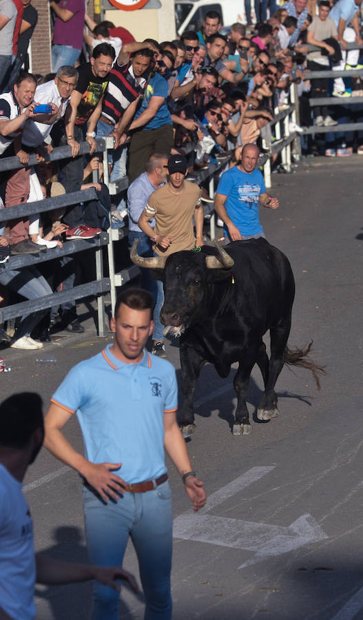 Como viene siendo habitual desde hace años, el primer fin de semana del mes de junio se convierte en una especie de fiestas patronales chicas en Medina del Campo, gracias a la suelta urbana de tres morlacos