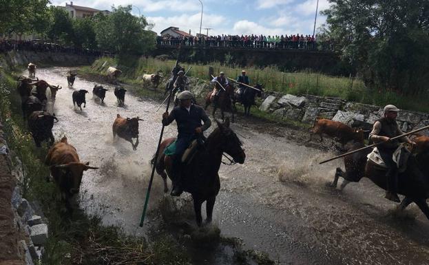 Los caballistas guían al ganado.