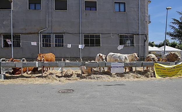 Animales que participaron el año pasado en la Feria Agroganadera de San Antonio de Alba de Tormes. 