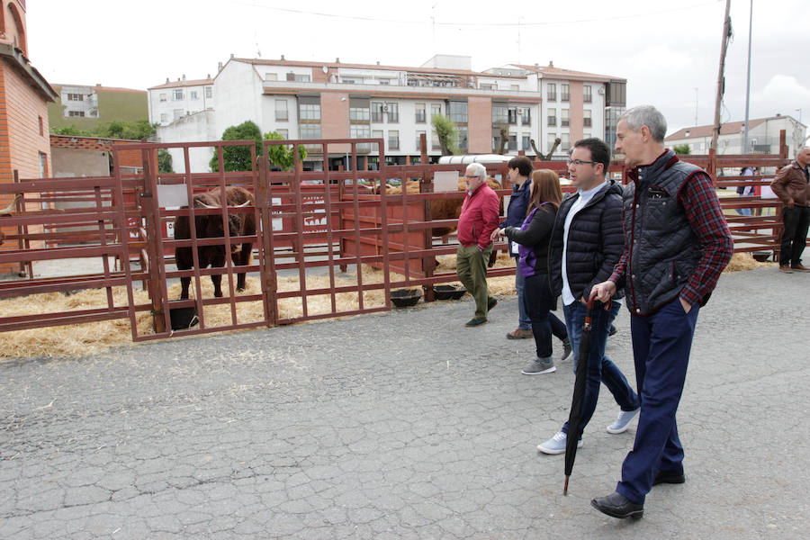 Fotos: Feria Agroganadera de Alba de Tormes