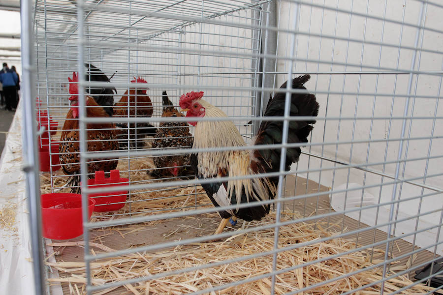 Fotos: Feria Agroganadera de Alba de Tormes