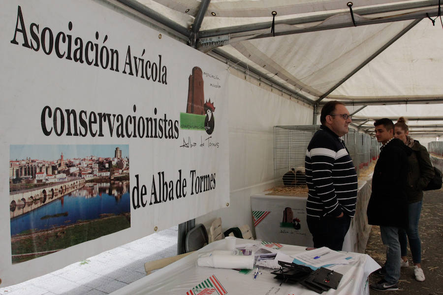 Fotos: Feria Agroganadera de Alba de Tormes