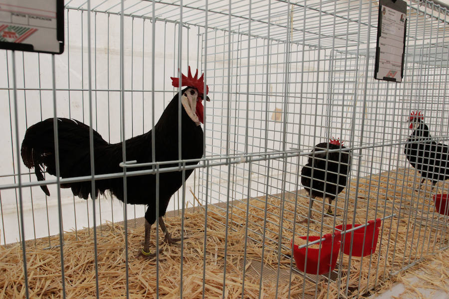 Fotos: Feria Agroganadera de Alba de Tormes