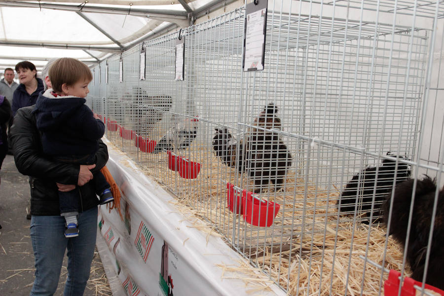 Fotos: Feria Agroganadera de Alba de Tormes