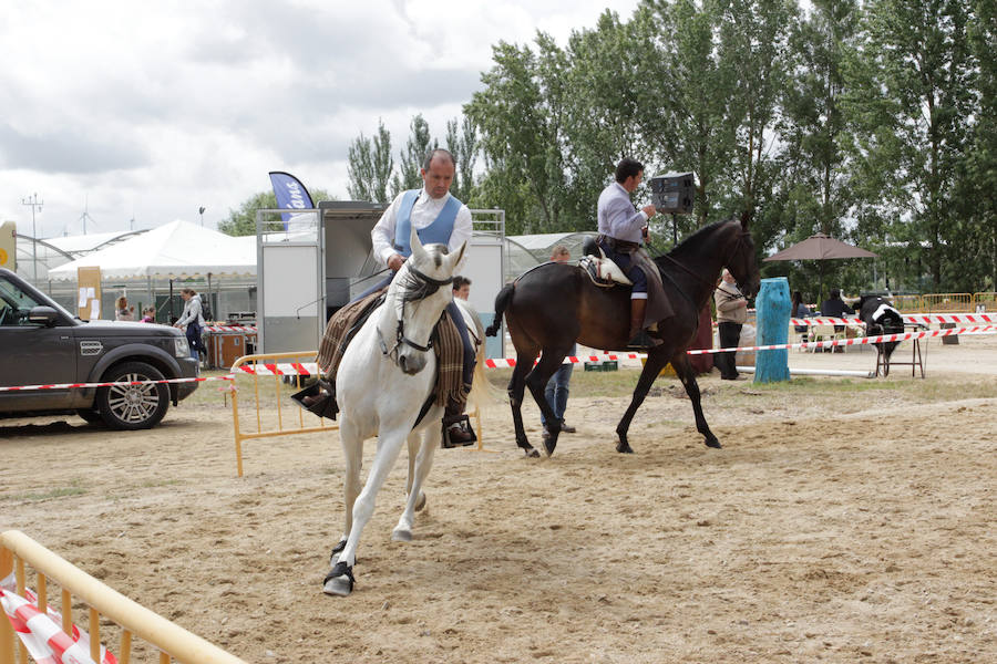 Fotos: Feria Agroganadera de Alba de Tormes