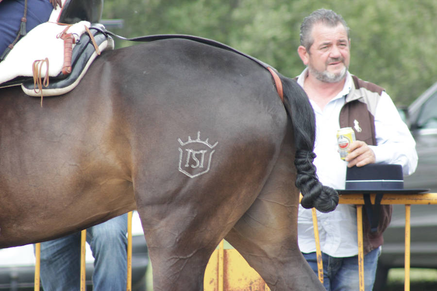 Fotos: Feria Agroganadera de Alba de Tormes
