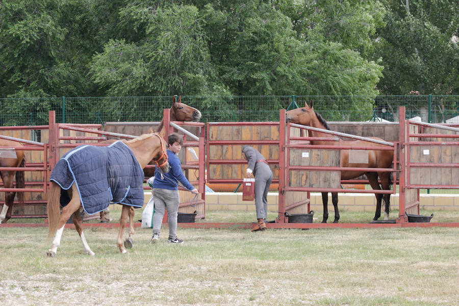 Fotos: Feria Agroganadera de Alba de Tormes