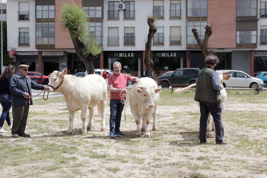 Fotos: Feria Agroganadera de Alba de Tormes