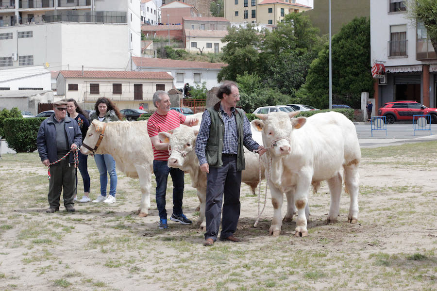 Fotos: Feria Agroganadera de Alba de Tormes