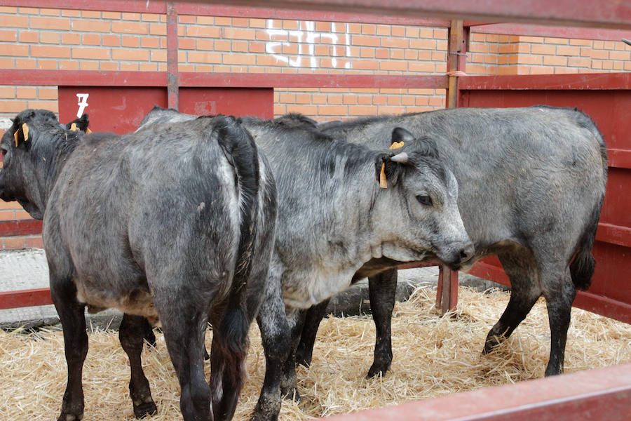 El mayor número de cabezas de ganado y de visitantes animan al alcalde a seguir apostando por un evento «que cada año ha ido a más»