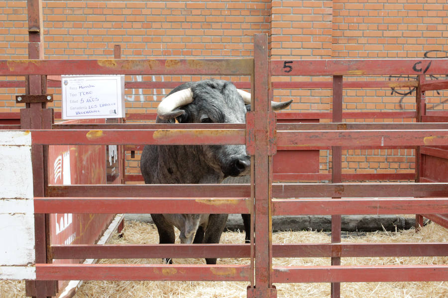 El mayor número de cabezas de ganado y de visitantes animan al alcalde a seguir apostando por un evento «que cada año ha ido a más»