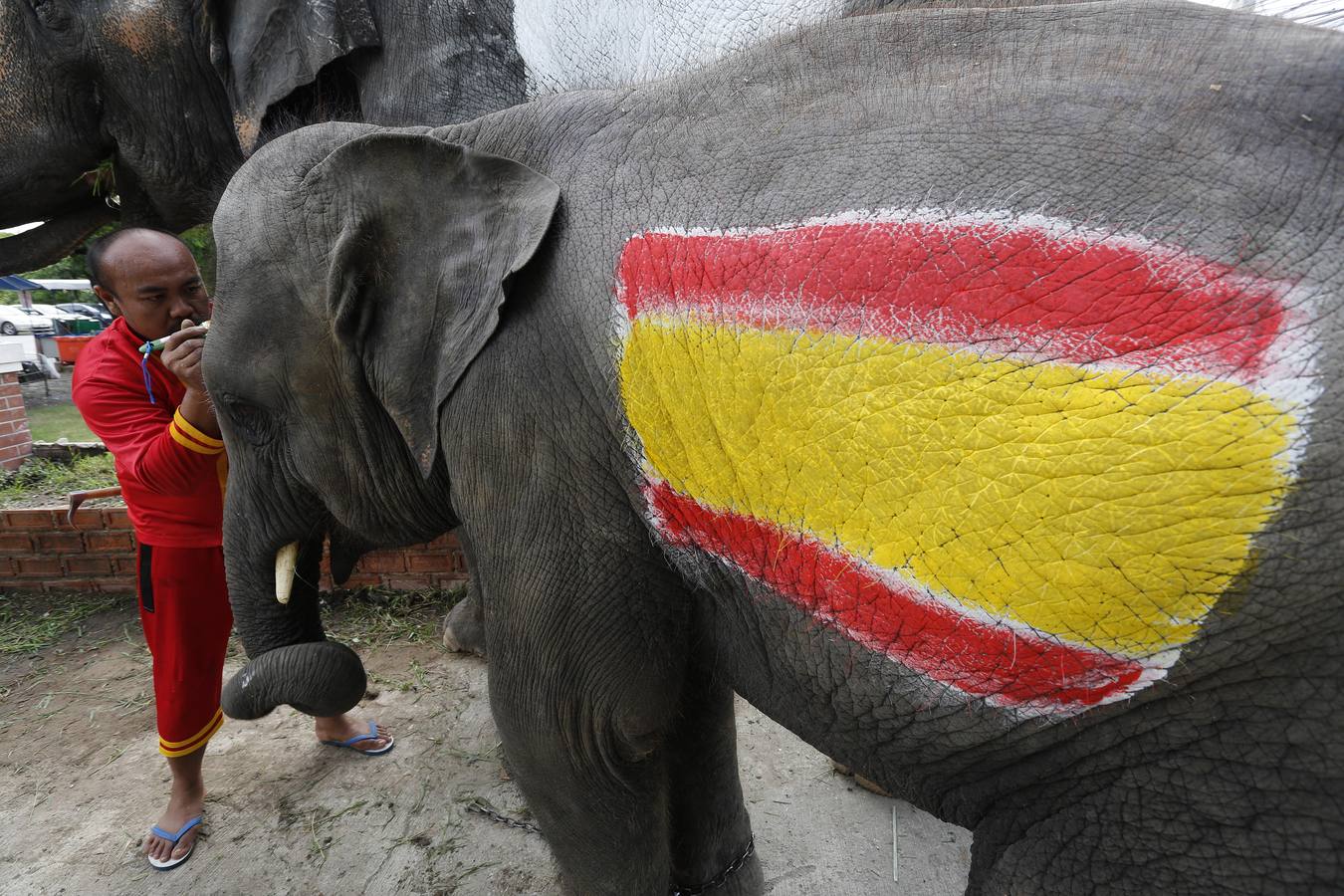 Elefantes y sus entrenadores juegan al fútbol con estudiantes durante un evento promocional de la Copa Mundial de la FIFA 2018 en una escuela en la provincia de Ayutthaya, al norte de Bangkok (Tailandia)
