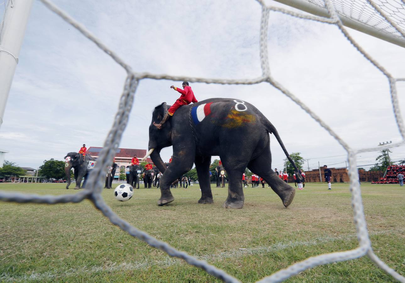 Elefantes y sus entrenadores juegan al fútbol con estudiantes durante un evento promocional de la Copa Mundial de la FIFA 2018 en una escuela en la provincia de Ayutthaya, al norte de Bangkok (Tailandia)