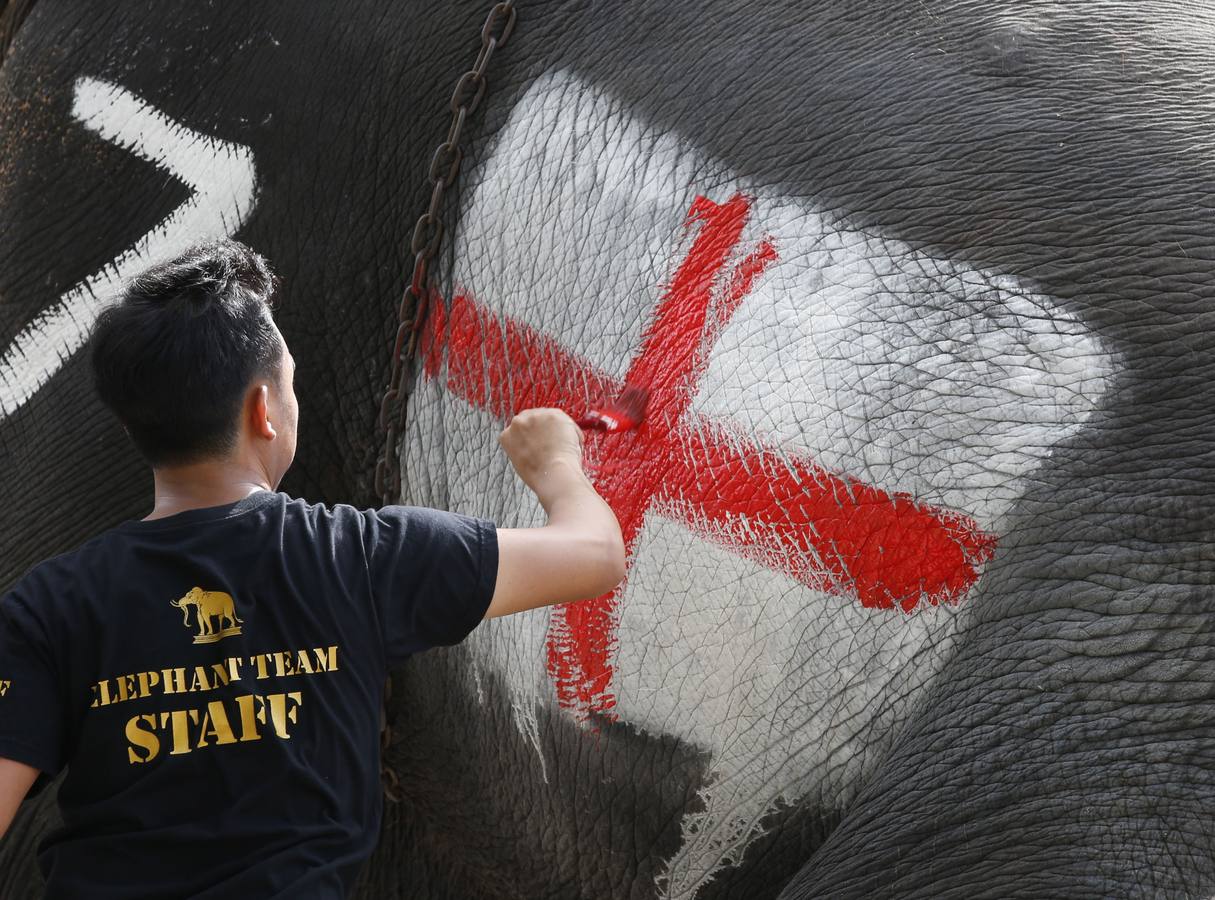 Elefantes y sus entrenadores juegan al fútbol con estudiantes durante un evento promocional de la Copa Mundial de la FIFA 2018 en una escuela en la provincia de Ayutthaya, al norte de Bangkok (Tailandia)