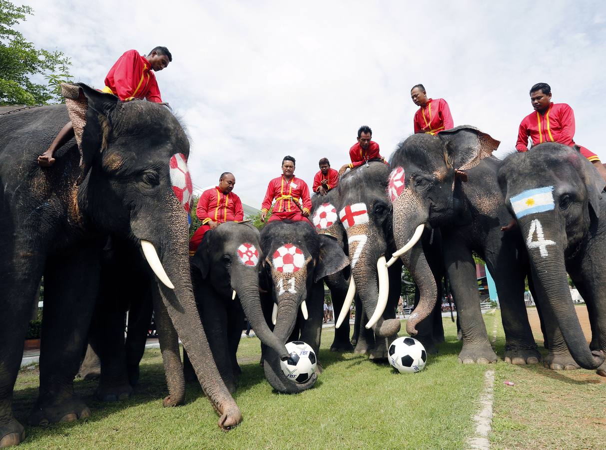 Elefantes y sus entrenadores juegan al fútbol con estudiantes durante un evento promocional de la Copa Mundial de la FIFA 2018 en una escuela en la provincia de Ayutthaya, al norte de Bangkok (Tailandia)