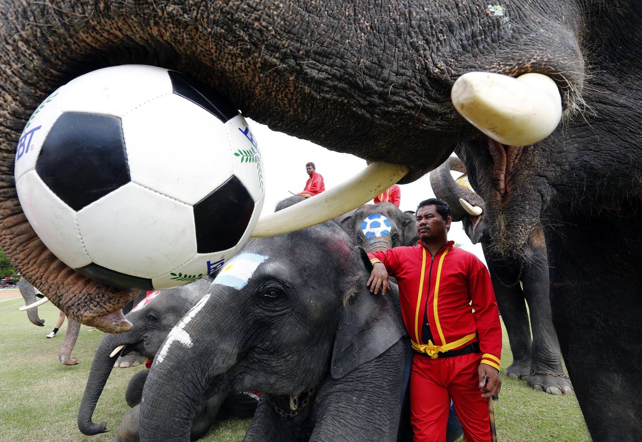 Elefantes y sus entrenadores juegan al fútbol con estudiantes durante un evento promocional de la Copa Mundial de la FIFA 2018 en una escuela en la provincia de Ayutthaya, al norte de Bangkok (Tailandia)