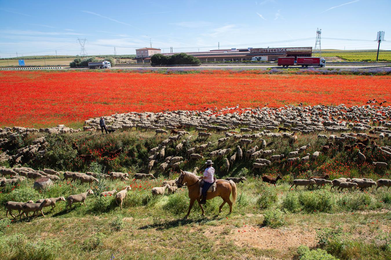 Un rebaño de 1500 ovejas que realiza la trashumancia por la Cañada Occidental y Oriental Leonesa, en su camino hacia Picos de Europa, ha pasado por la localidad vallisoletana de Rueda