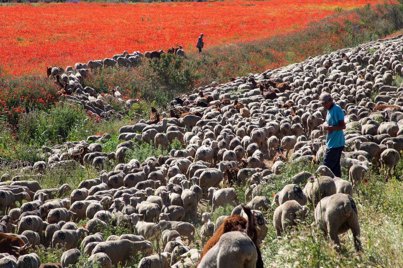 Un rebaño de 1500 ovejas que realiza la trashumancia por la Cañada Occidental y Oriental Leonesa, en su camino hacia Picos de Europa, ha pasado por la localidad vallisoletana de Rueda