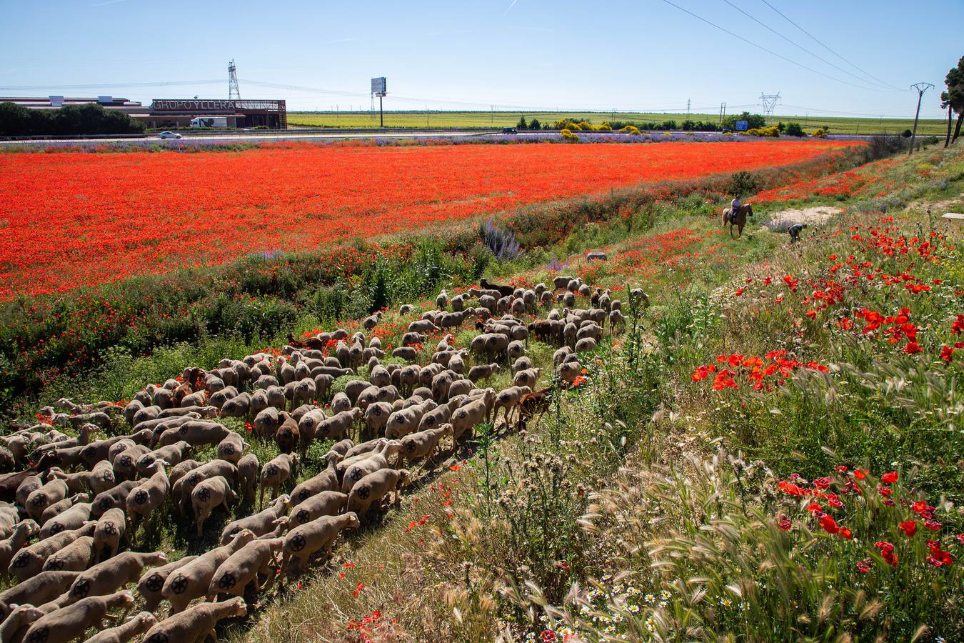 Un rebaño de 1500 ovejas que realiza la trashumancia por la Cañada Occidental y Oriental Leonesa, en su camino hacia Picos de Europa, ha pasado por la localidad vallisoletana de Rueda