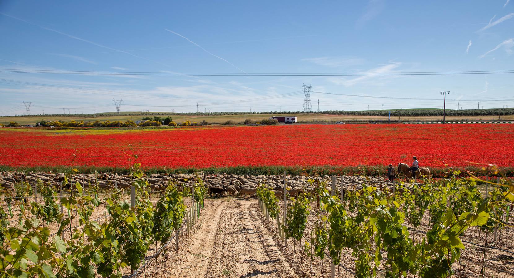 Un rebaño de 1500 ovejas que realiza la trashumancia por la Cañada Occidental y Oriental Leonesa, en su camino hacia Picos de Europa, ha pasado por la localidad vallisoletana de Rueda