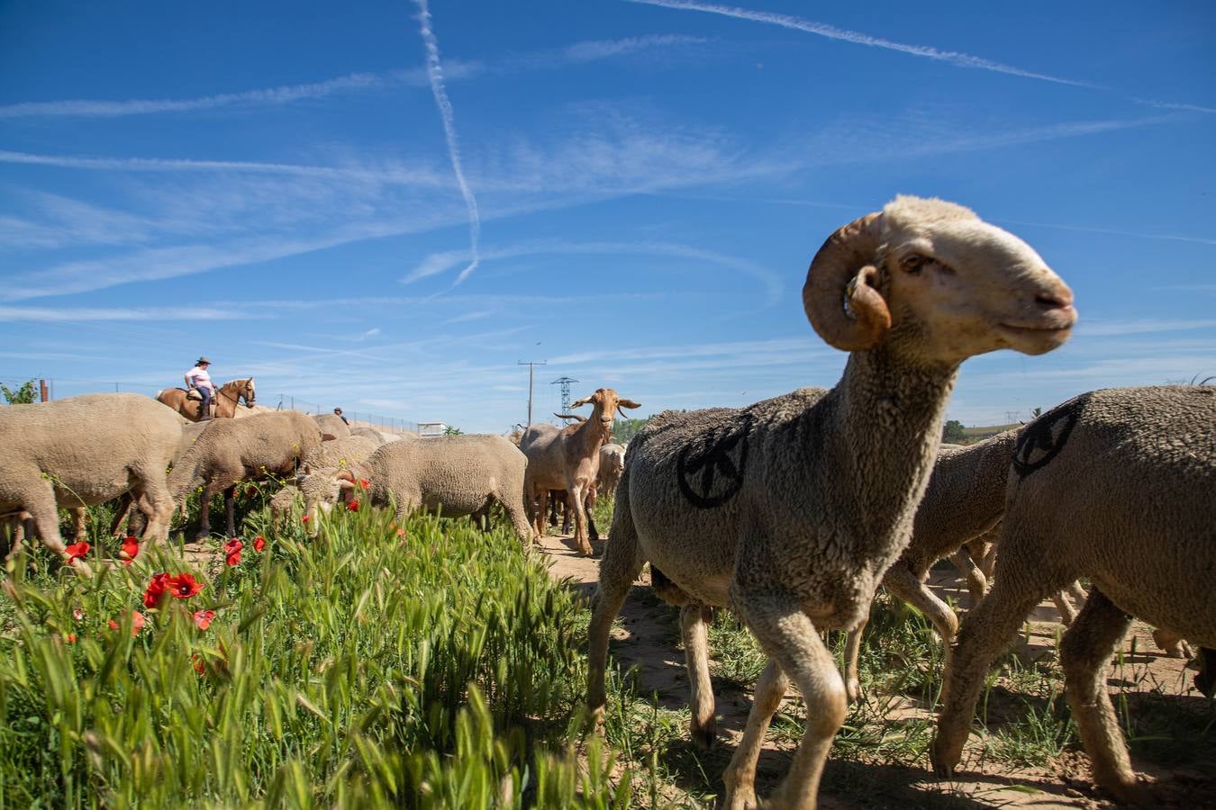 Un rebaño de 1500 ovejas que realiza la trashumancia por la Cañada Occidental y Oriental Leonesa, en su camino hacia Picos de Europa, ha pasado por la localidad vallisoletana de Rueda