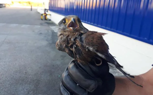 La Policía Local de Valladolid recupera un cernícalo en el polígono de San Cristóbal