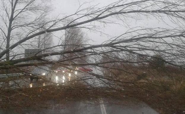 Un árbol caído en una carretera palentina.