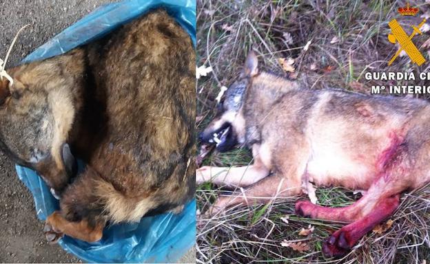 Intenta vender por Internet un lobo congelado para ser disecado en Cervera