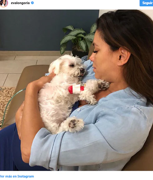 Eva Longoria con su perrito Jinxy. 