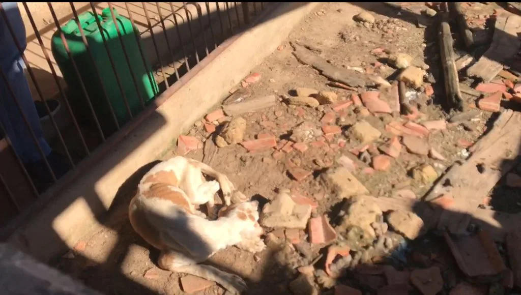 Uno de los perros rescatados en Valdeperdices ahora en las instalaciones de la protectora en Medina del Campo. 