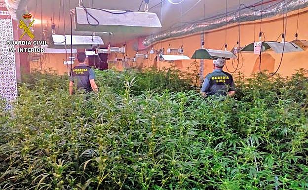 Plantación de marihuana de Sahagún.