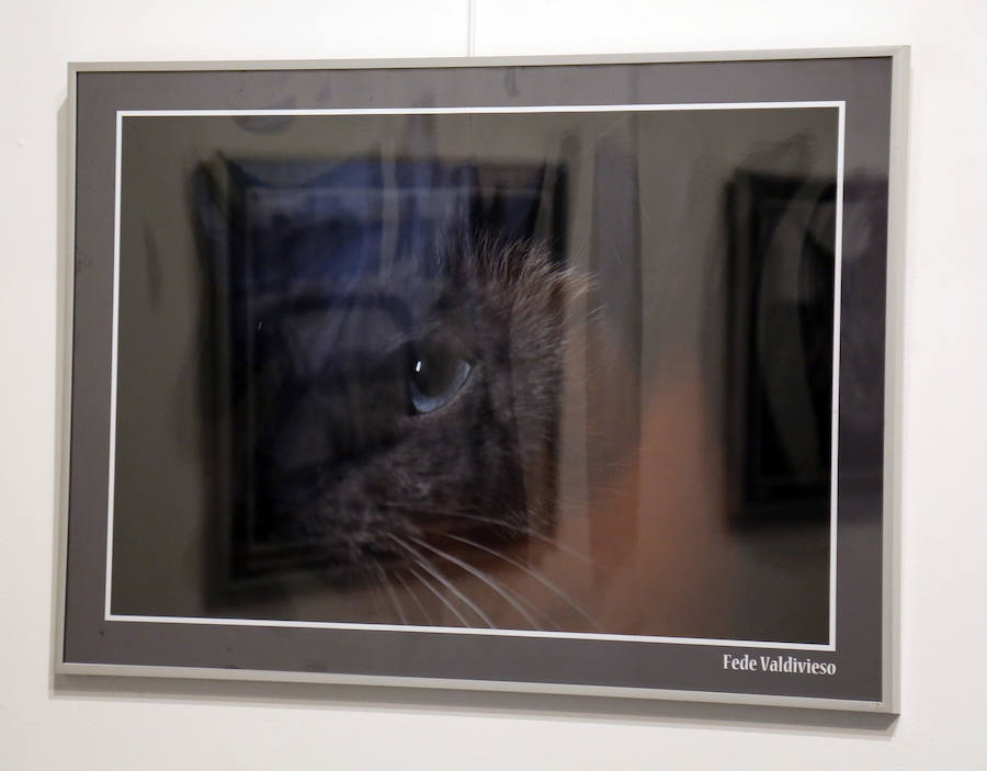 Fotos: Retratos de Animales en Palencia
