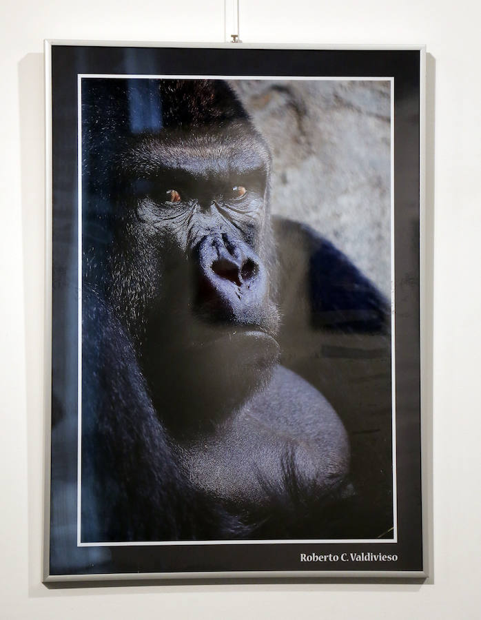 Fotos: Retratos de Animales en Palencia