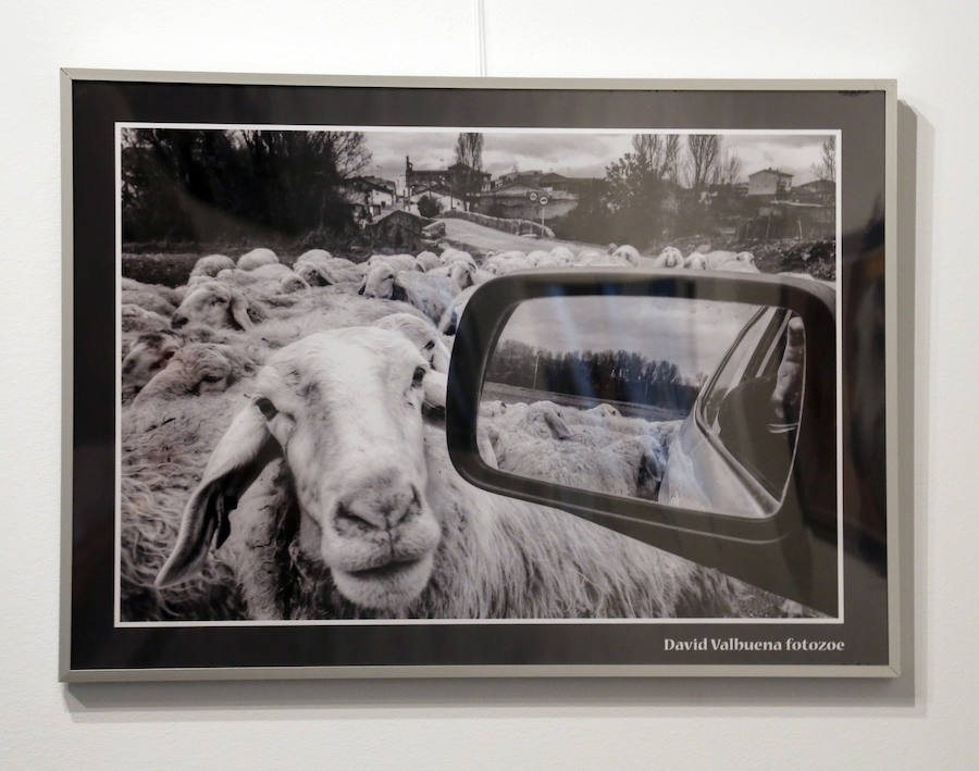 Fotos: Retratos de Animales en Palencia