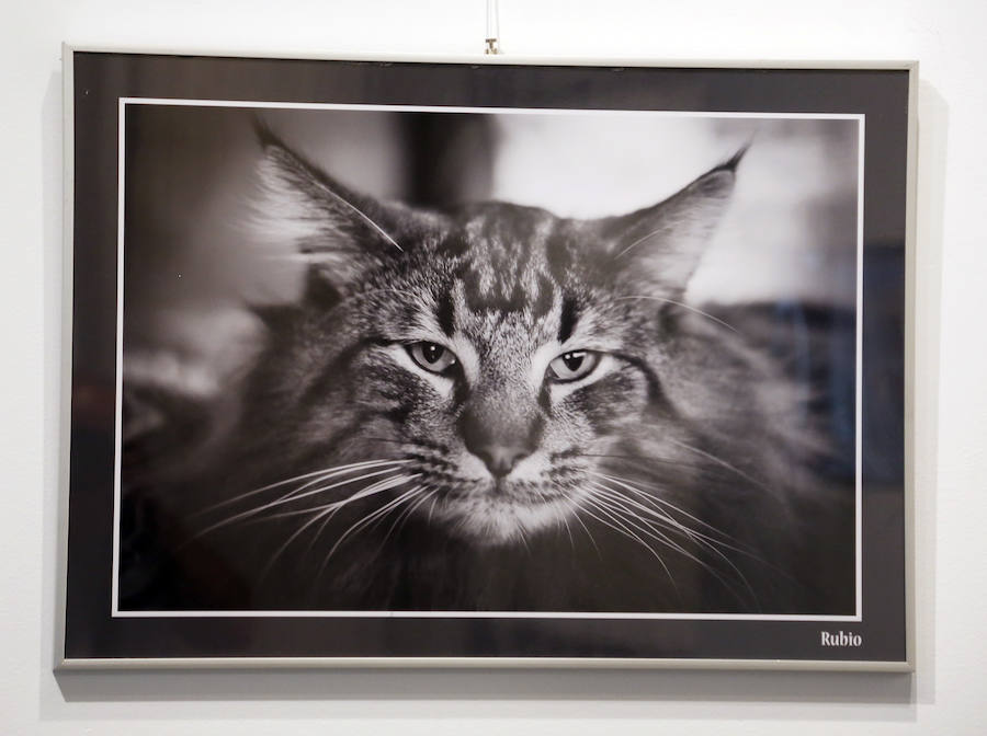 Fotos: Retratos de Animales en Palencia