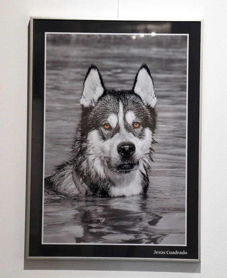 Fotos: Retratos de Animales en Palencia