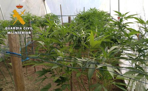 Plantas de marihuana incautadas por la Guardia Civil .