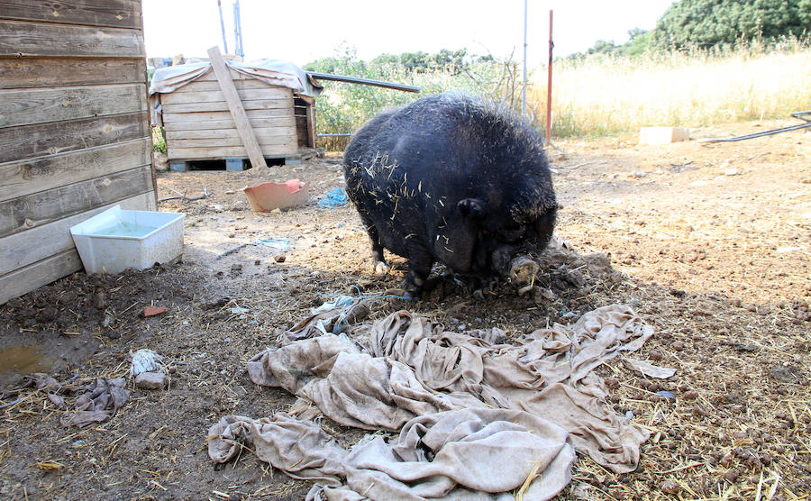 Fotos: La protectora Animalejos lanza un SOS