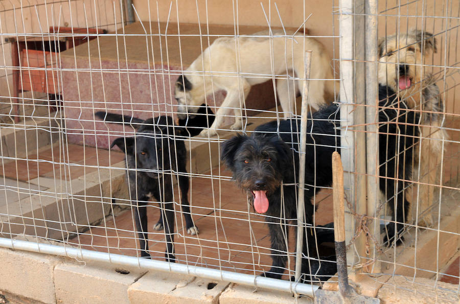 Fotos: La protectora Animalejos lanza un SOS