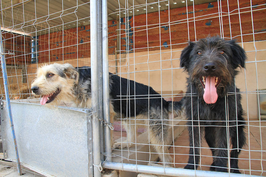 Fotos: La protectora Animalejos lanza un SOS