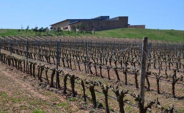 El Consejo Regulador califica de «muy buena» la añada de la Denominación de Origen Arlanza