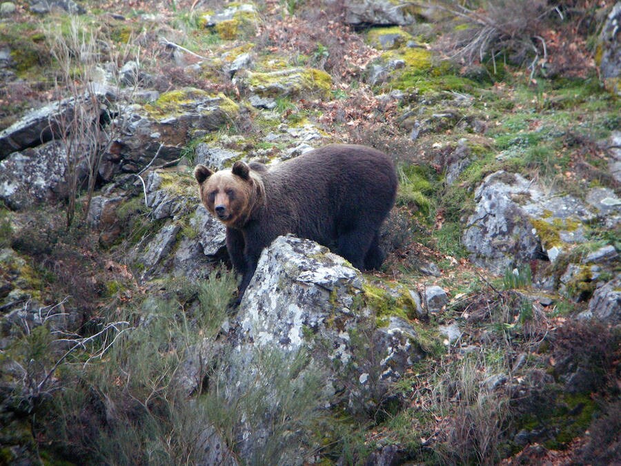 Fotos: Ejemplares de osos pardos en León