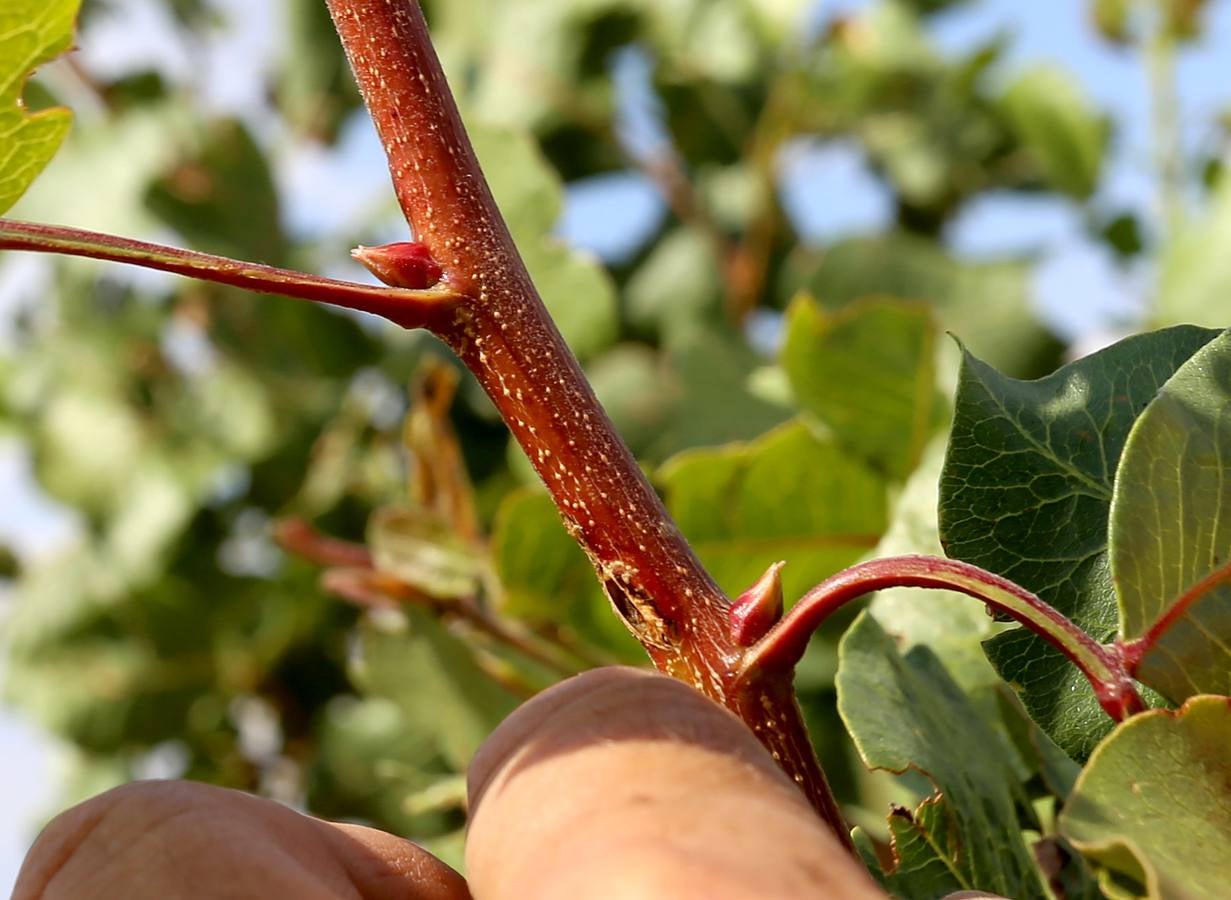 El pistacho se ha posicionado en pocos años entre los cultivos más prósperos de Castilla y León, hasta el punto de que ha conseguido impulsar en los últimos cinco años en casi un 62% la producción de frutos secos en la comunidad 