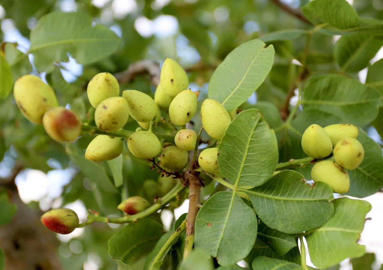 Cultivos de pistachos en Villafuerte de Esgueva (Valladolid).