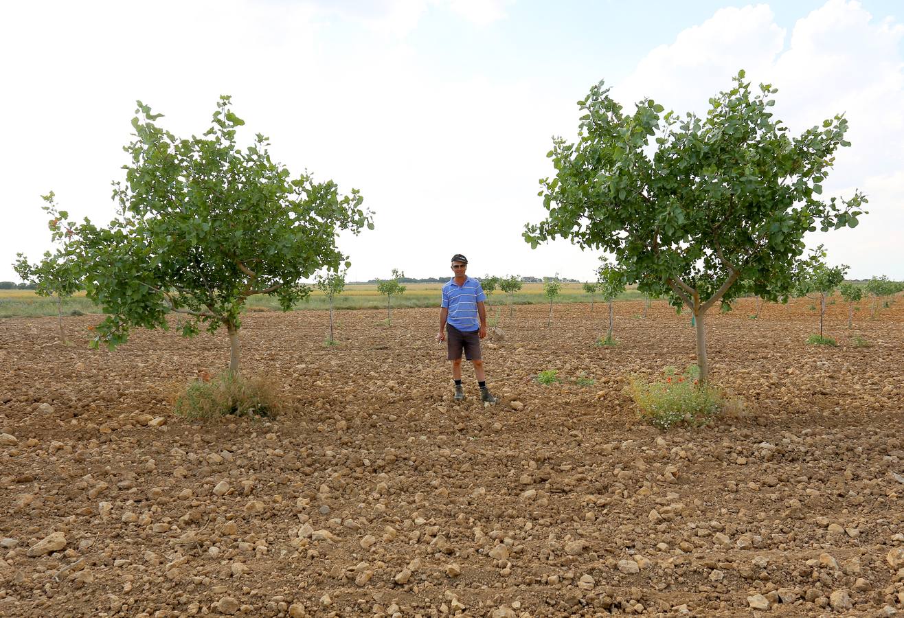 El agricultor José María Rey, en sus cultivos de Villafuerte de Esgueva (Valladolid).