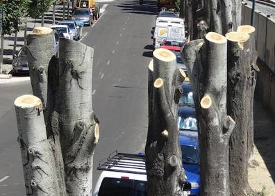 Imagen secundaria 1 - Poda radical en la avenida de Irún de Valladolid