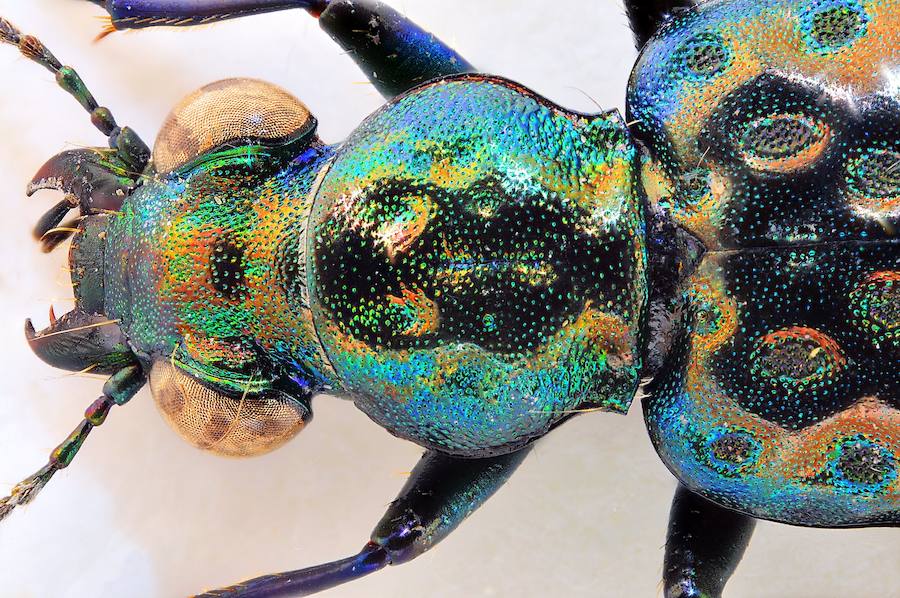 Elaphrus (Neoelaphrus) pyrenoeus. Motschulsky, 1850. Un precioso escarabajo carabéido de tan solo 5 milímetros que habita en las zonas palustres de norte de la Península. El ejemplar se capturó cerca de una charca en la Selva de Oza (Huesca) y lo fotografié con mi sistema súper macro de la Universidad con 92 tomas de 0,04mm de paso.