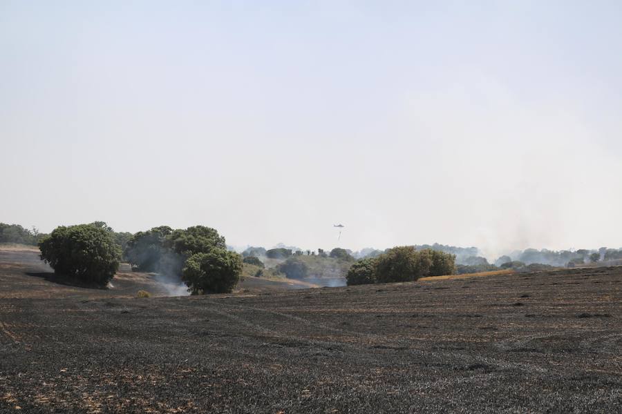 Fotos: Un incendio quema varias hectáreas de cereal y monte en Vertavillo
